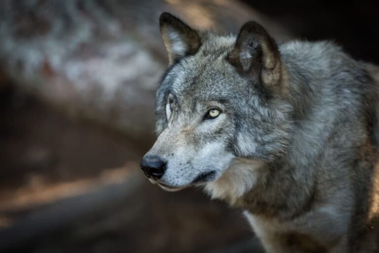 Wolf Mysteriously Walks Into Busy Hospital, One Brave Nurse Decides To ...